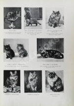 Корниш, Ч.Д. Жизнь животных в фотографиях с натуры. Общедоступная зоология