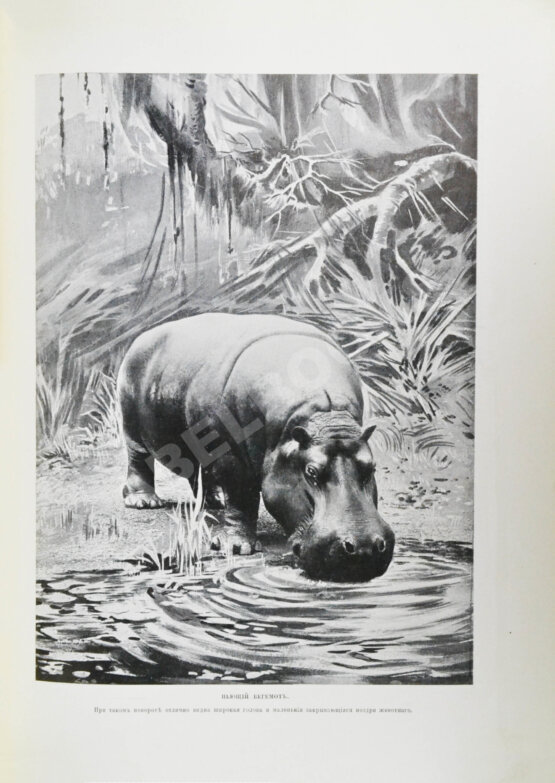 Антикварная книга Корниш, Ч.Д. Жизнь животных в фотографиях с натуры. Общедоступная зоология