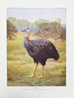 Корниш, Ч.Д. Жизнь животных в фотографиях с натуры. Общедоступная зоология