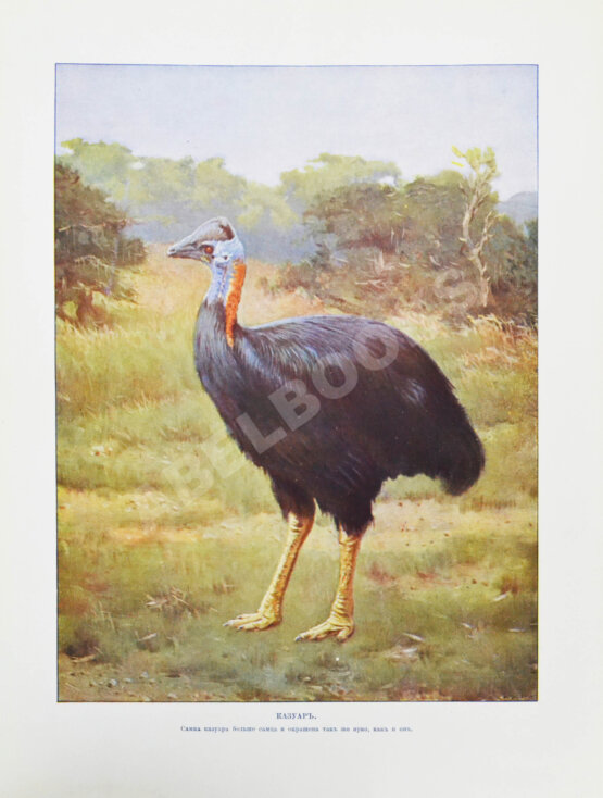 Антикварная книга Корниш, Ч.Д. Жизнь животных в фотографиях с натуры. Общедоступная зоология