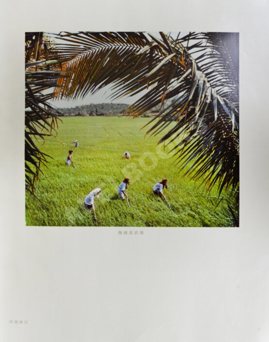 Антикварная книга Китай. Фотоальбом