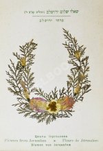 Цветы и виды Святой Земли. Альбом иллюстраций и гербарий