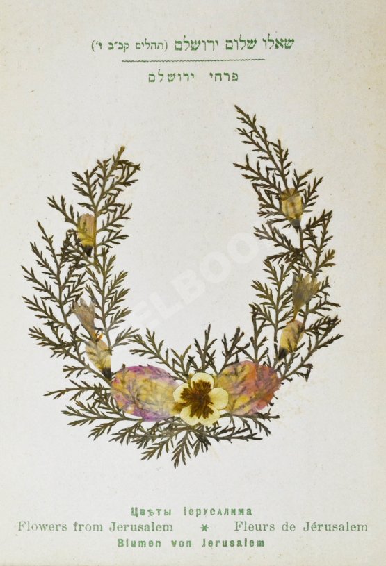 Антикварная книга Цветы и виды Святой Земли. Альбом иллюстраций и гербарий