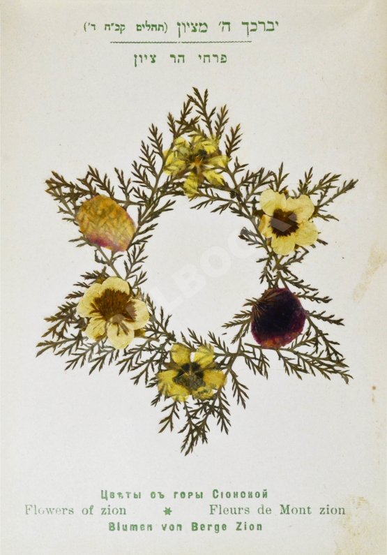 Антикварная книга Цветы и виды Святой Земли. Альбом иллюстраций и гербарий