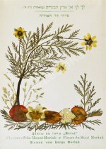 Цветы и виды Святой Земли. Альбом иллюстраций и гербарий