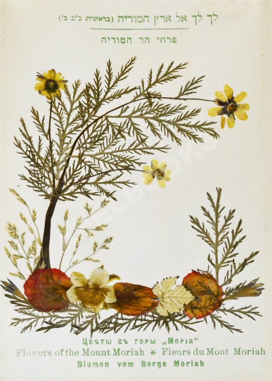 Антикварная книга Цветы и виды Святой Земли. Альбом иллюстраций и гербарий