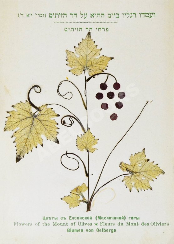 Антикварная книга Цветы и виды Святой Земли. Альбом иллюстраций и гербарий