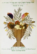 Цветы и виды Святой Земли. Альбом иллюстраций и гербарий