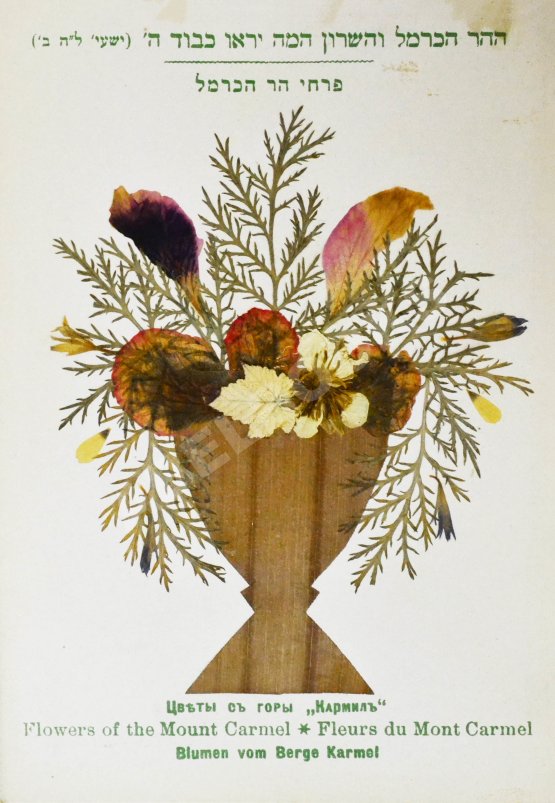 Антикварная книга Цветы и виды Святой Земли. Альбом иллюстраций и гербарий