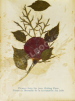 Виды Иерусалима. Альбом иллюстраций и гербарий