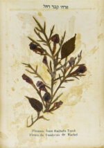 Виды Иерусалима. Альбом иллюстраций и гербарий