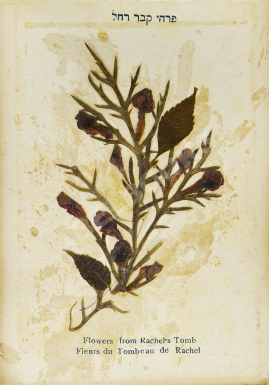 Антикварная книга Виды Иерусалима. Альбом иллюстраций и гербарий