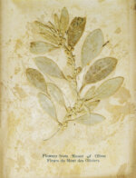 Виды Иерусалима. Альбом иллюстраций и гербарий