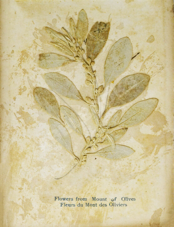 Антикварная книга Виды Иерусалима. Альбом иллюстраций и гербарий