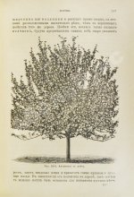 Гребницкий, А.С. Уход за плодовым садом