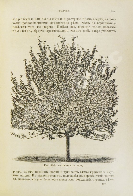 Антикварная книга Гребницкий, А.С. Уход за плодовым садом