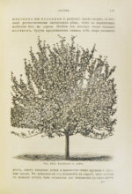 Гребницкий, А.С. Уход за плодовым садом