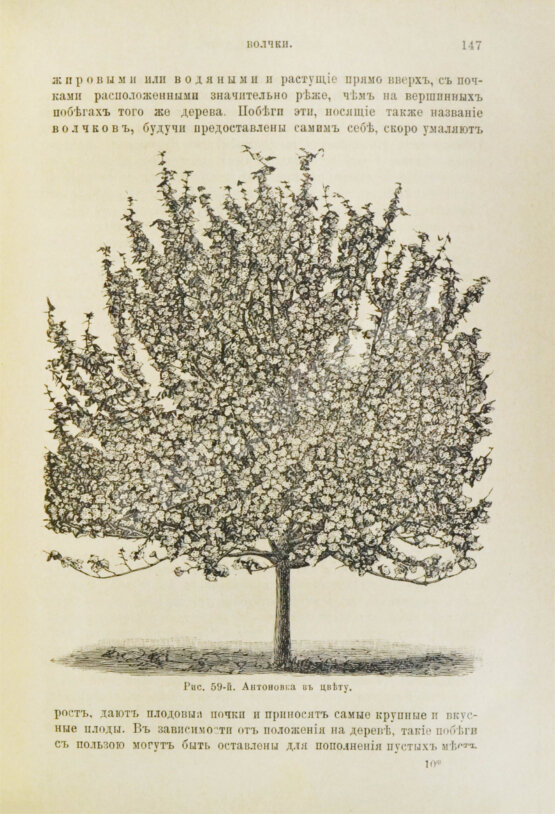 Антикварная книга Гребницкий, А.С. Уход за плодовым садом