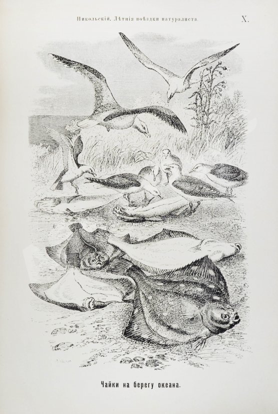 Антикварная книга Никольский, А.М. Летние поездки натуралиста