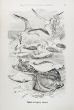 Никольский, А.М. Летние поездки натуралиста