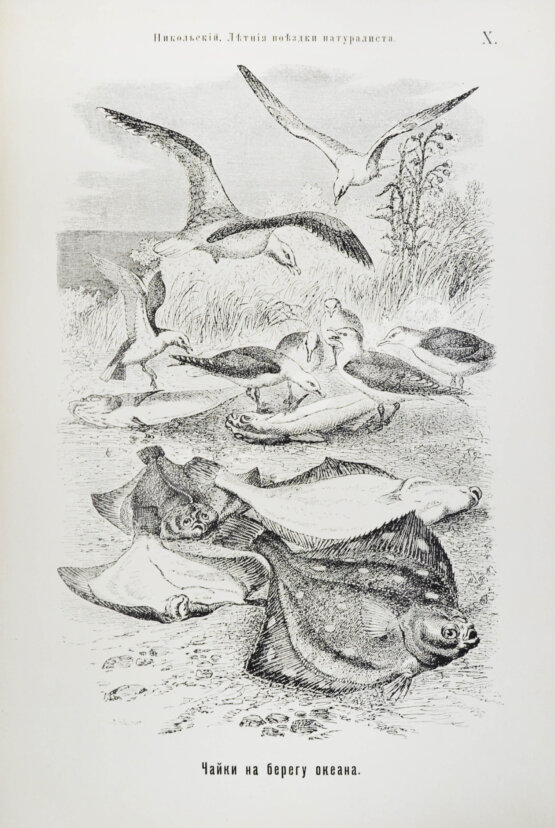 Антикварная книга Никольский, А.М. Летние поездки натуралиста