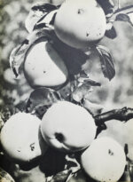 Смотр побед социалистического сельского хозяйства