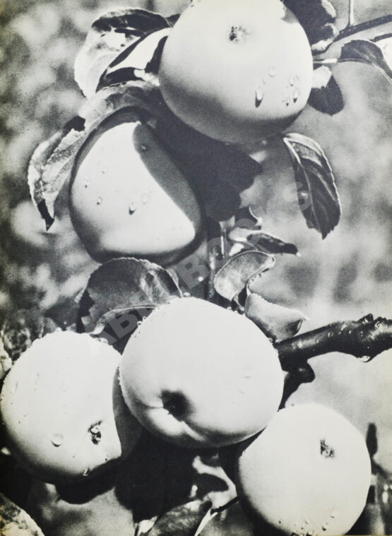 Антикварная книга Смотр побед социалистического сельского хозяйства Антикварная книга Смотр побед социалистического сельского хозяйства