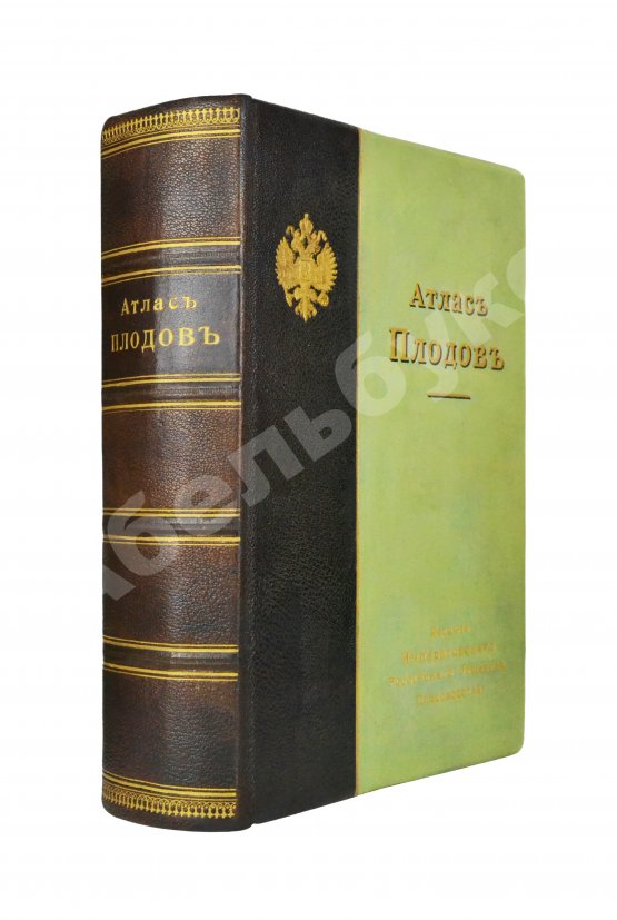 Антикварная книга Атлас плодов