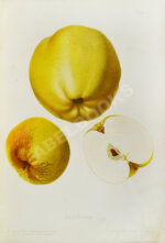 Атлас плодов