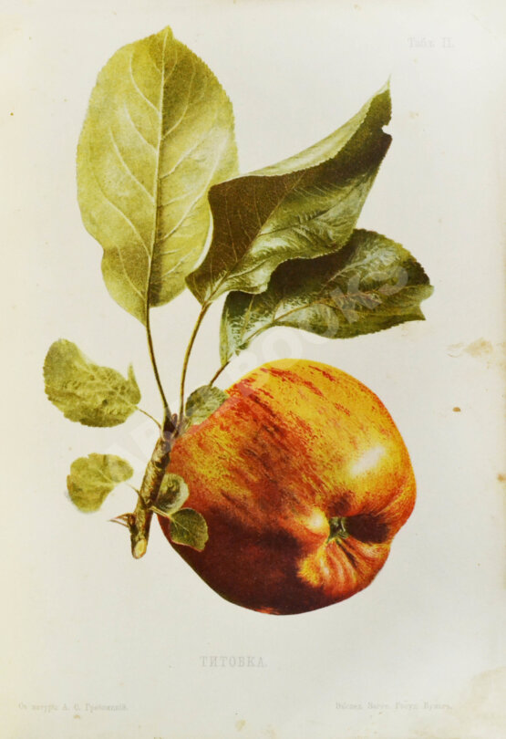 Антикварная книга Атлас плодов