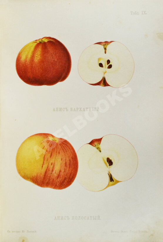 Антикварная книга Атлас плодов