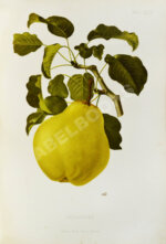 Атлас плодов