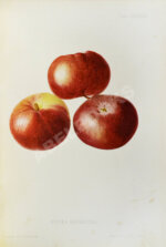 Атлас плодов