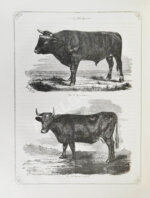 Отчёт о первой Всероссийской выставке рогатого скота 1869 года