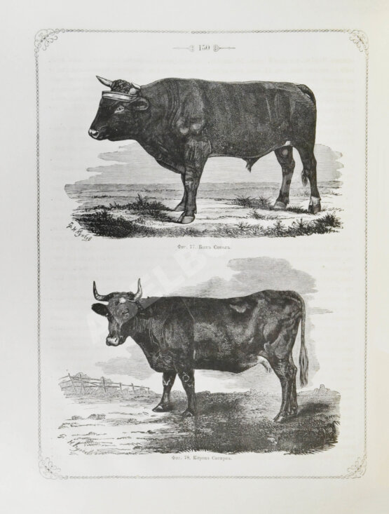 Антикварная книга Отчёт о первой Всероссийской выставке рогатого скота 1869 года