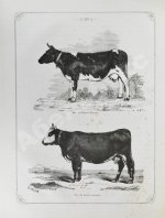 Отчёт о первой Всероссийской выставке рогатого скота 1869 года