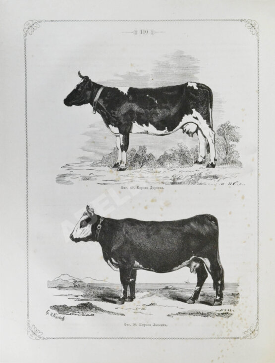 Антикварная книга Отчёт о первой Всероссийской выставке рогатого скота 1869 года