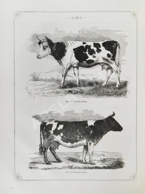 Антикварная книга Отчёт о первой Всероссийской выставке рогатого скота 1869 года