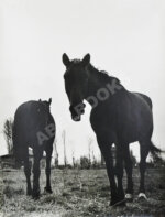 Халип, Я.Н. Крупноформатная художественная фотография «Две лошади»