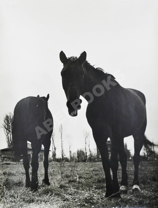 Халип, Я.Н. Крупноформатная художественная фотография «Две лошади» Халип, Я.Н. Крупноформатная художественная фотография «Две лошади»
