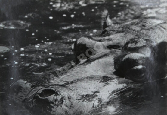 Комовский, А.Г. Крупноформатная фотография «Послеобеденный отдых» Комовский, А.Г. Крупноформатная фотография «Послеобеденный отдых»