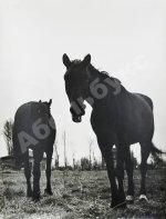 Халип, Я.Н. Крупноформатная художественная фотография «Две лошади»