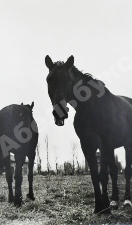 Халип, Я.Н. Крупноформатная художественная фотография «Две лошади»
