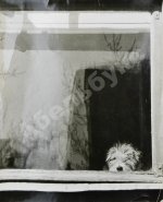 Комовский, А.Г. Крупноформатная фотография «Кузька ждёт хозяина»