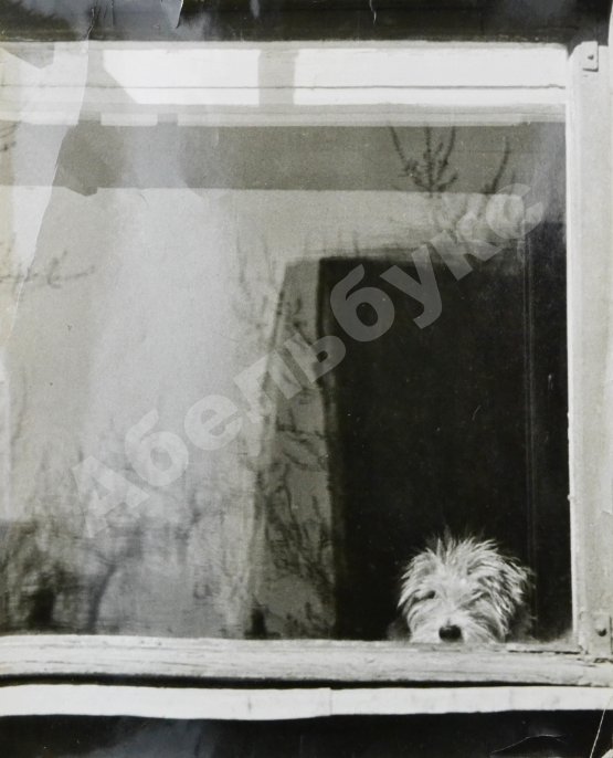 Комовский, А.Г. Крупноформатная фотография «Кузька ждёт хозяина»
