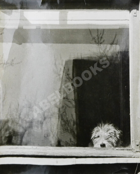 Комовский, А.Г. Крупноформатная фотография «Кузька ждёт хозяина» Комовский, А.Г. Крупноформатная фотография «Кузька ждёт хозяина»