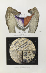 Руководство к лечению зубных болезней