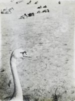Комовский, А.Г. Крупноформатная фотография «В зоопарке»