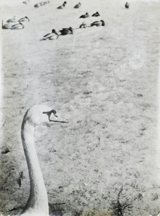 Комовский, А.Г. Крупноформатная фотография «В зоопарке»