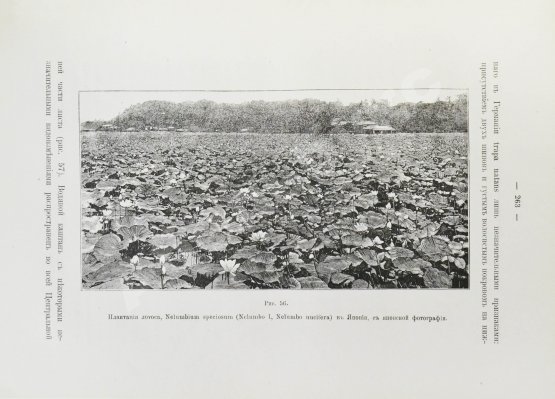 Антикварная книга Клинген, И.Н. Среди патриархов земледелия народов Ближнего и Дальнего Востока